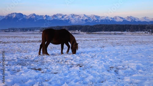 A brown horse rakes the snow with its hoof and eats dry grass on a snowy pasture against the backdrop of mountains. Beautiful winter landscape of the foothill Tunkinskaya valley at sunset photo