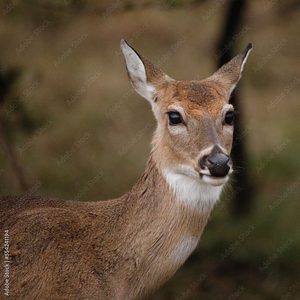 deer in the forest deer in the forest