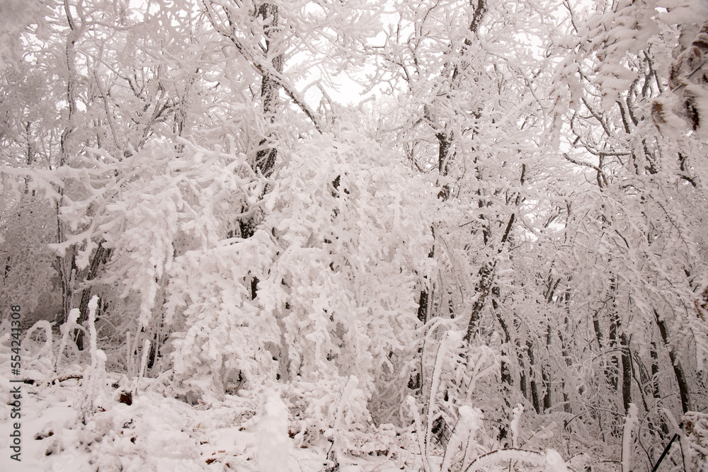 Trees covered with white snow. Trees covered with white snow.
