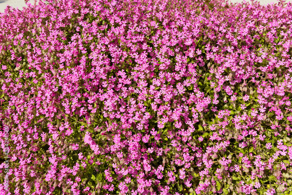 Beautiful flower bed of red flowers.