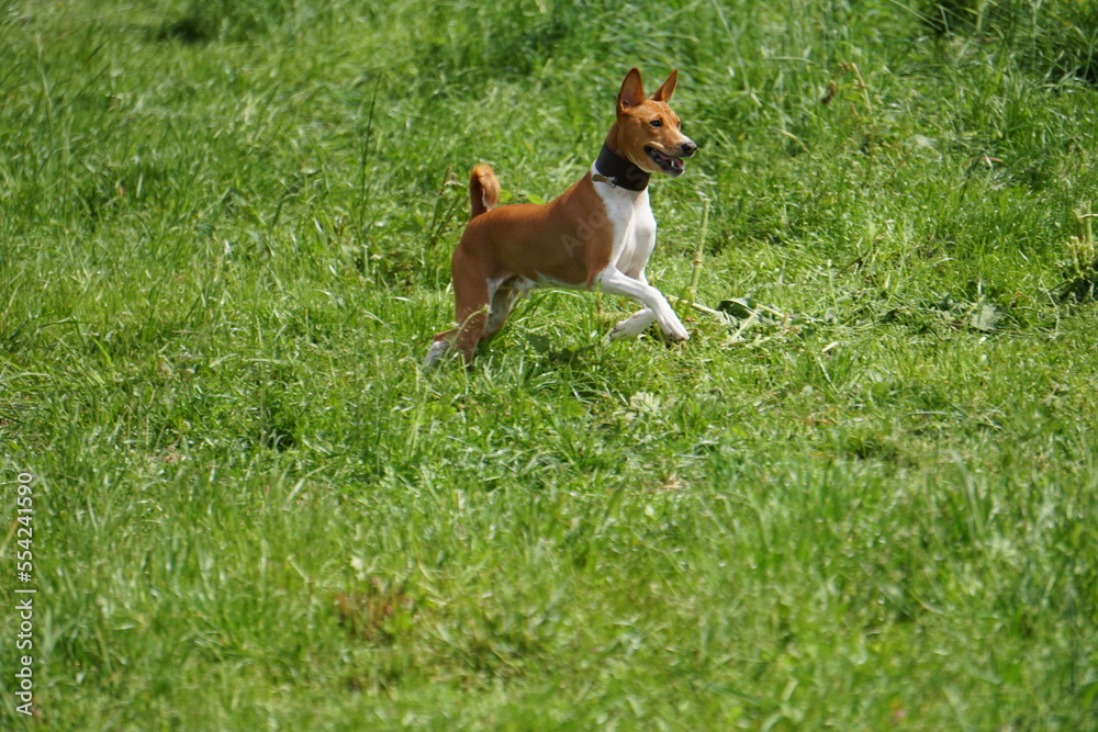 basenji runs summer basenji runs summer