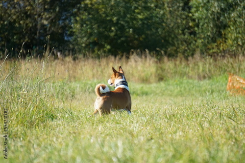 basenji runs summer