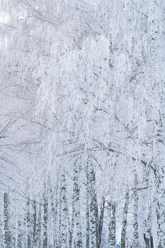 tree branches on a sunny winter day, covered with a thick layer of snow