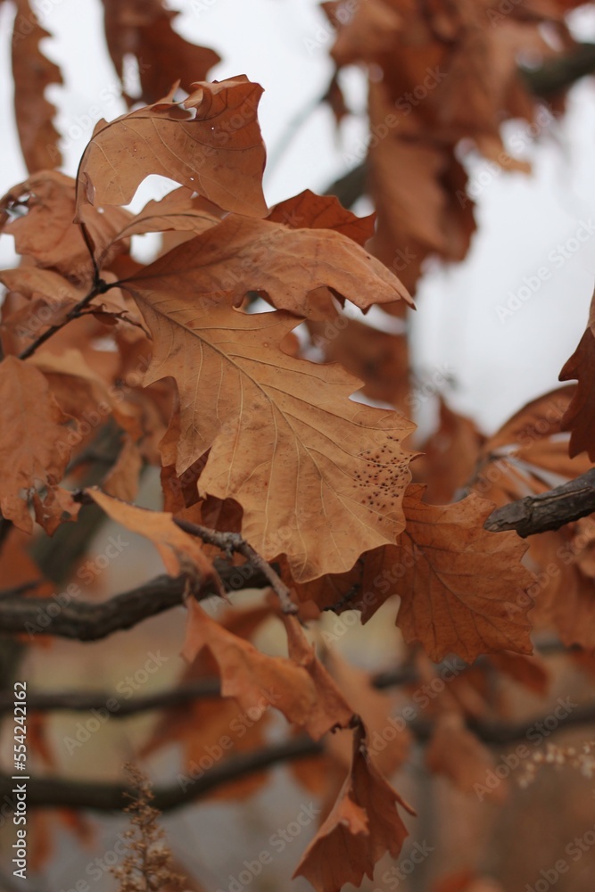 Fototapeta premium autumn leaves on the ground