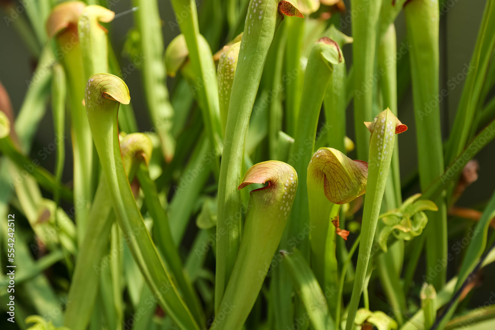 Obraz premium The background is in the form of green sprouts of a flower orchid.