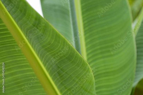 The background of three natural green leaves with leaf veins. Close-up of banana tree leaves.