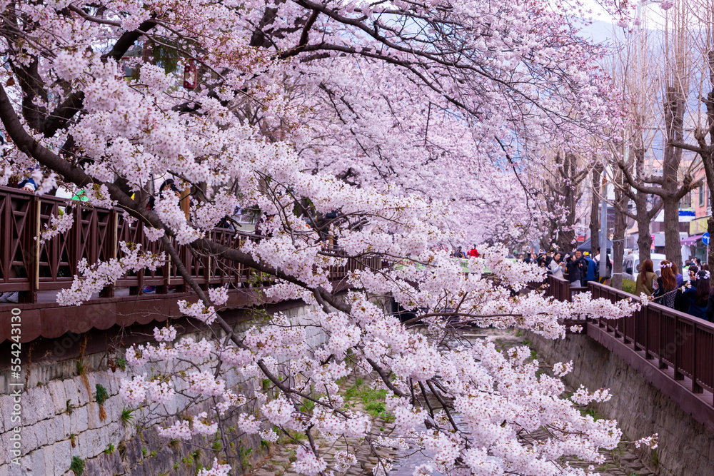 Sakura festival, Cherry blossom at Yeojwacheon Stream, Jinhae Gunhangje