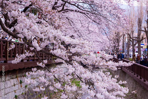 Sakura festival, Cherry blossom at Yeojwacheon Stream, Jinhae Gunhangje Festival pink cherry blossom festival in South Korea Jinhae, South Korea. photo