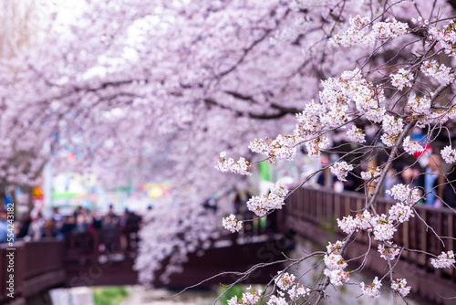 Photography Sakura festival, Cherry blossom at Yeojwacheon Stream, Jinhae Gunhangje Festival pink cherry blossom festival in South Korea Jinhae, South Korea