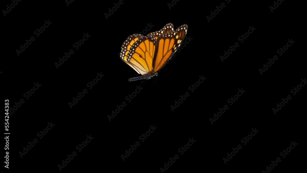 animated butterfly element on black background

