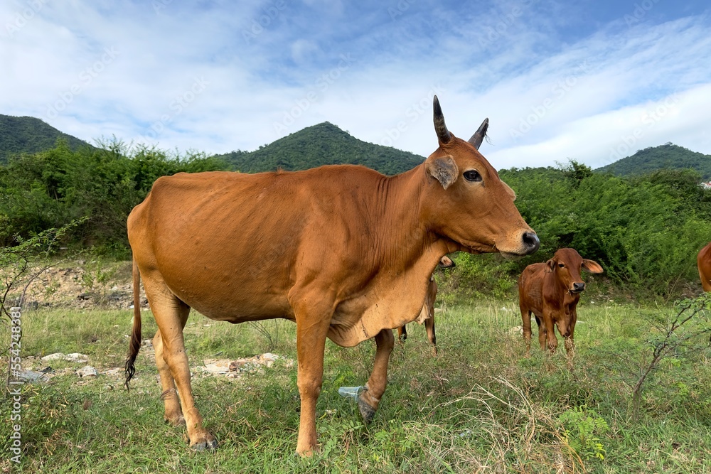 Beautiful Asian brown cows animals are graze on meadow, eating grass Beautiful Asian brown cows animals are graze on meadow, eating grass