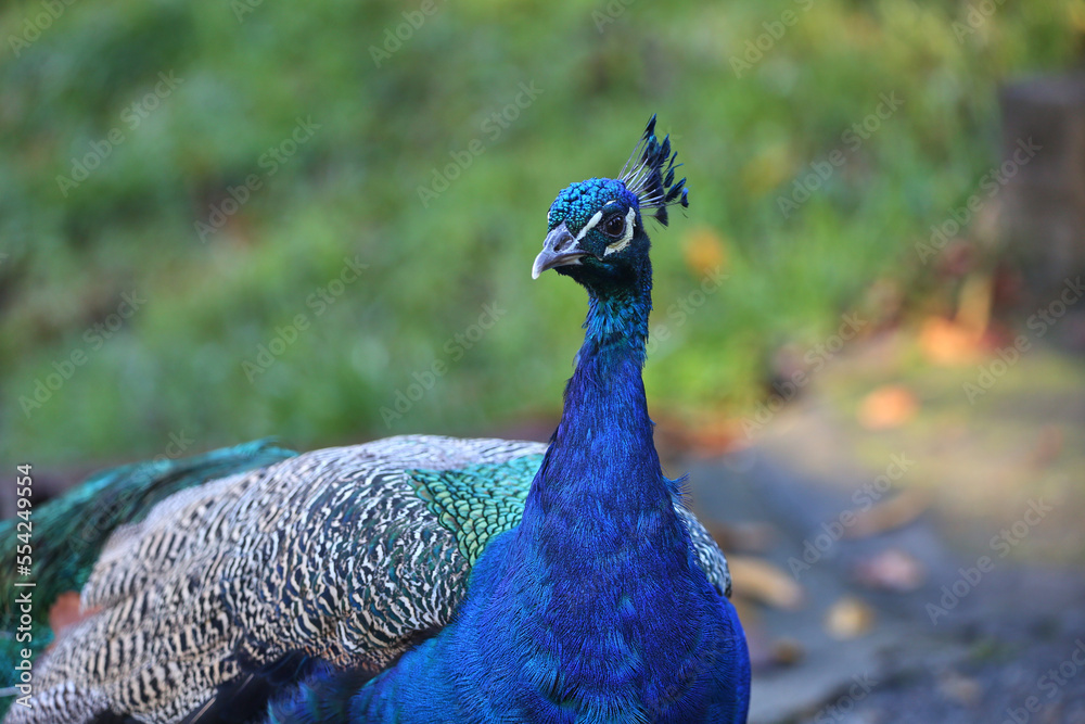 Beautiful peacock walking in the park. Close up portrait. Beautiful peacock walking in the park. Close up portrait.