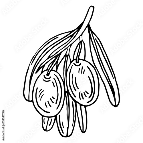 Olive branch. Isolated olives illustration element