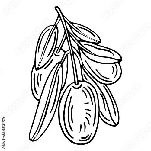 Olive branch. Isolated olives illustration element