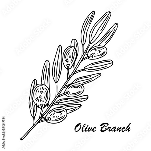 Olive branch. Isolated olives illustration element