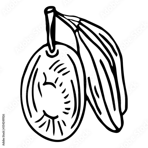 Olive branch. Isolated olives illustration element