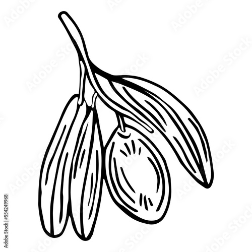 Olive branch. Isolated olives illustration element