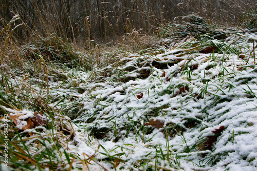 moss covered with snow