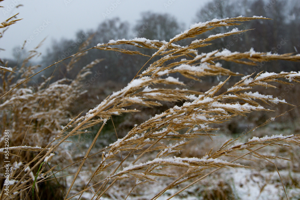 Fototapeta premium grass in the snow