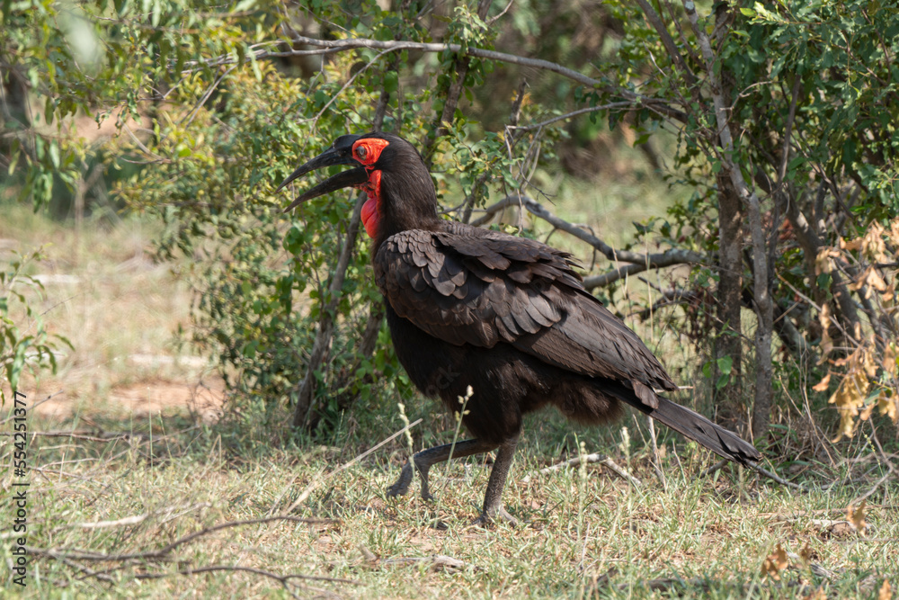 Obraz premium Bucorve du Sud, Grand calao terrestre, Bucorvus leadbeateri, Southern Ground Hornbill