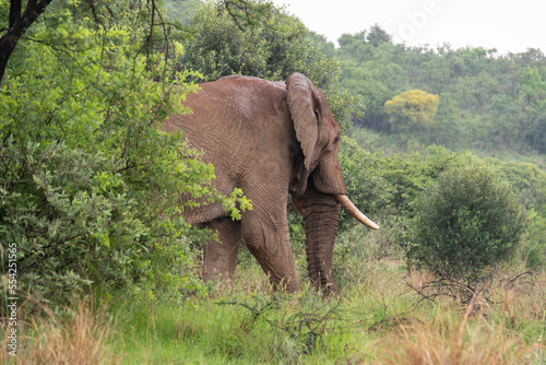   l  phant d Afrique   Loxodonta africana  Parc national du Pilanesberg  Afrique du Sud