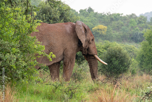   l  phant d Afrique   Loxodonta africana  Parc national du Pilanesberg  Afrique du Sud