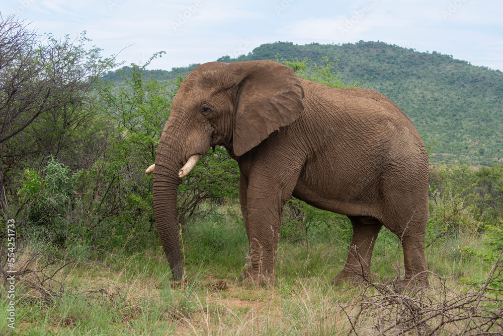 Éléphant d'Afrique,  Loxodonta africana, Parc national du Pilanesberg, Afrique du Sud