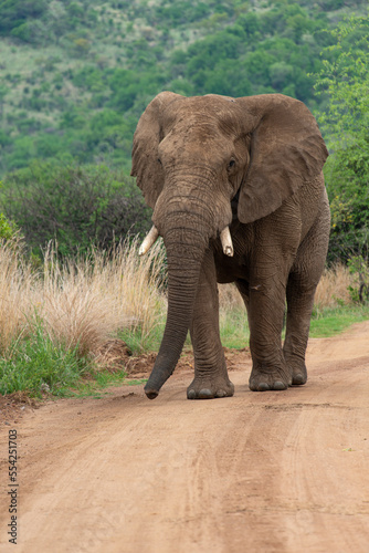 Éléphant d'Afrique, Loxodonta africana, Parc national du Pilanesberg, Afrique du Sud