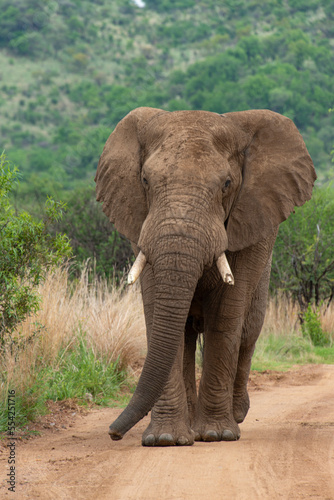 Éléphant d'Afrique,  Loxodonta africana, Parc national du Pilanesberg, Afrique du Sud © JAG IMAGES