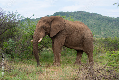   l  phant d Afrique   Loxodonta africana  Parc national du Pilanesberg  Afrique du Sud