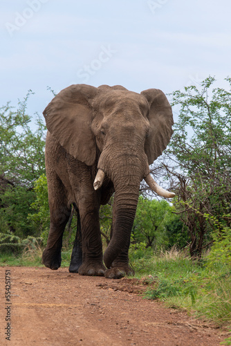   l  phant d Afrique   Loxodonta africana  Parc national du Pilanesberg  Afrique du Sud