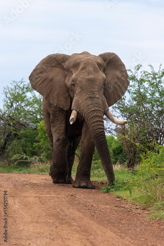 Éléphant d'Afrique, Loxodonta africana, Parc national du Pilanesberg, Afrique du Sud
