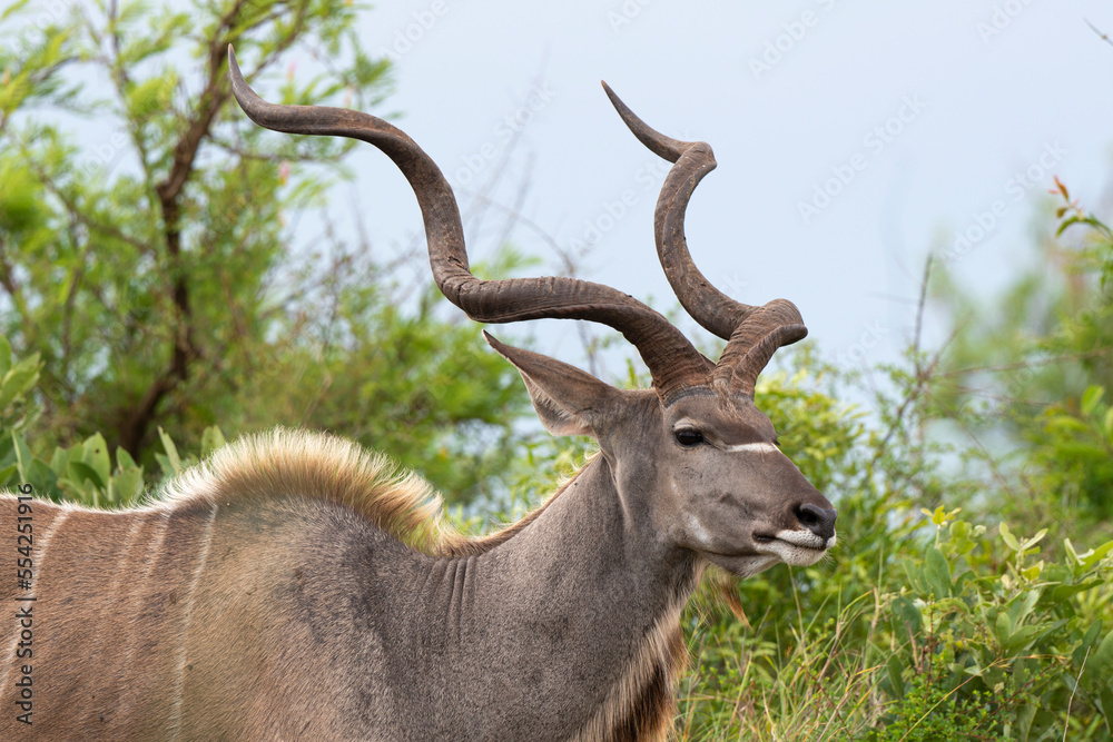 Grand koudou, Tragelaphus strepsiceros, mâle, Parc national Kruger, Afrique du Sud Grand koudou, Tragelaphus strepsiceros, mâle, Parc national Kruger, Afrique du Sud