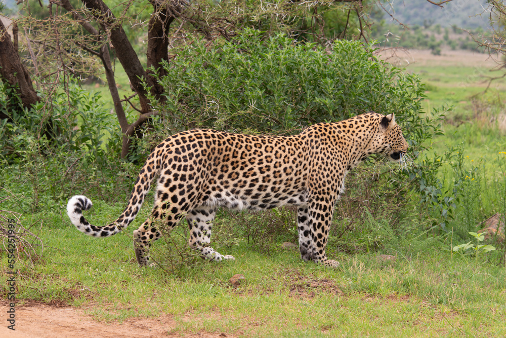 Léopard, Panthère, Panthera pardus, Afrique du Sud Léopard, Panthère, Panthera pardus, Afrique du Sud