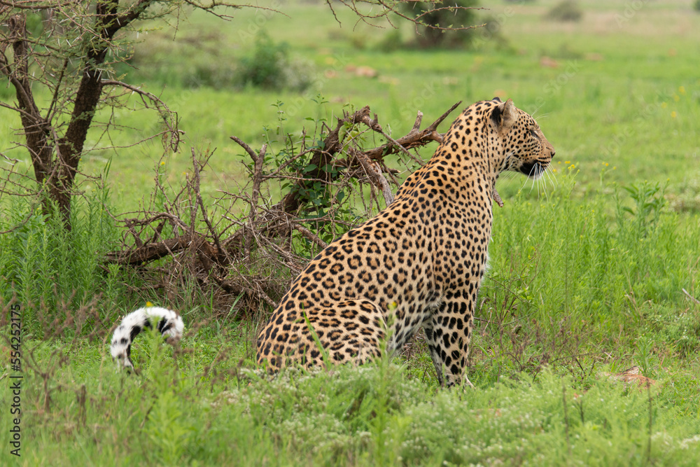 Obraz premium Léopard, Panthère, Panthera pardus, Afrique du Sud