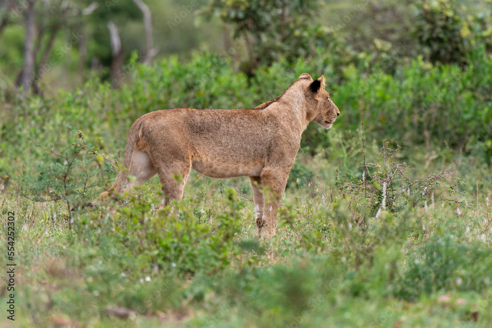 Fototapeta premium lion, femelle, lionne, Panthera leo, Afrique