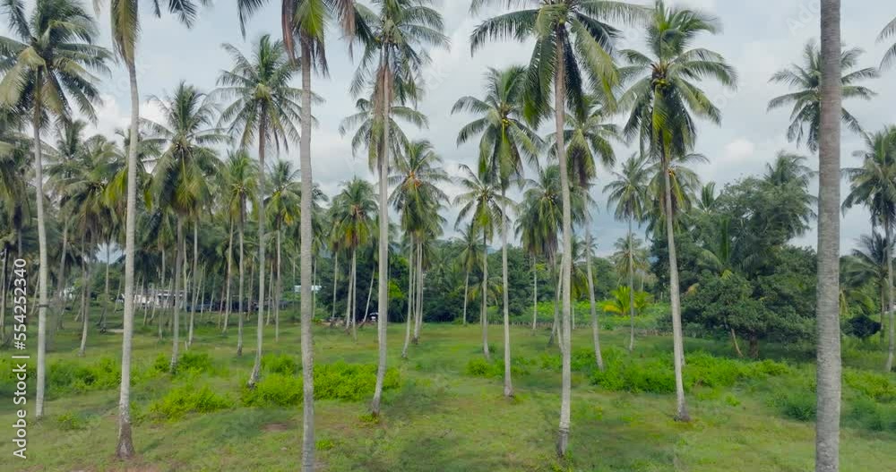 Drone view dolly shot Coconut tree farm in sunny day Drone view dolly shot Coconut tree farm in sunny day