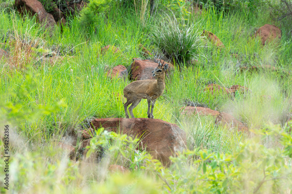 Oréotrague, klipspringer, Oreotragus oreotragus Oréotrague, klipspringer, Oreotragus oreotragus