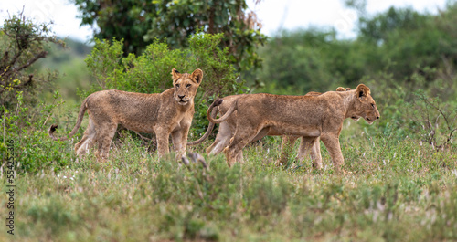 lion  femelle  lionne  Panthera leo  Afrique