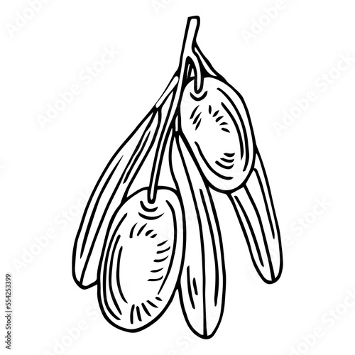 Olive branch. Isolated olives illustration element
