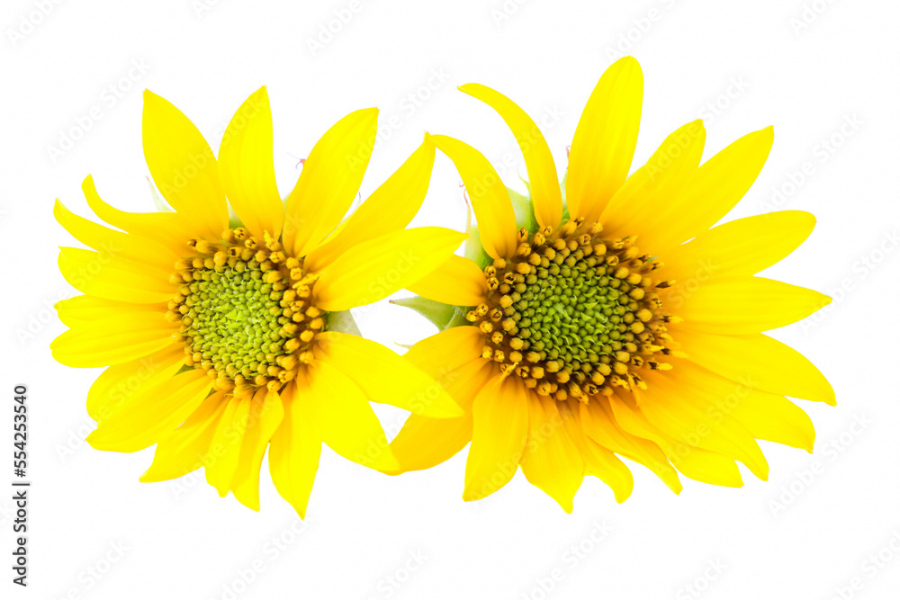 Fototapeta premium Two bright yellow sunflower head