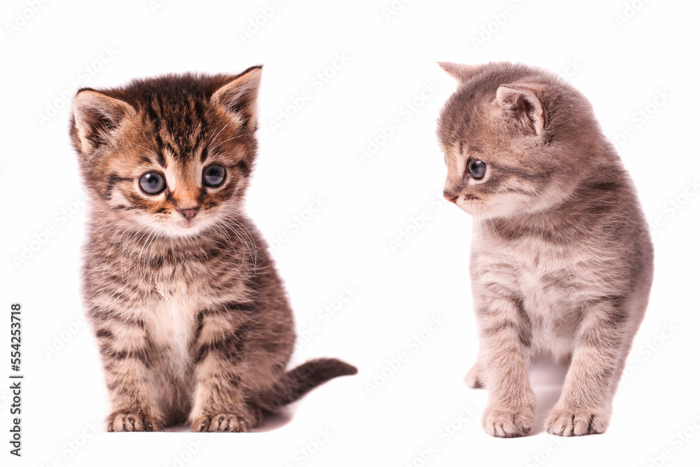 Two little tabby kittens