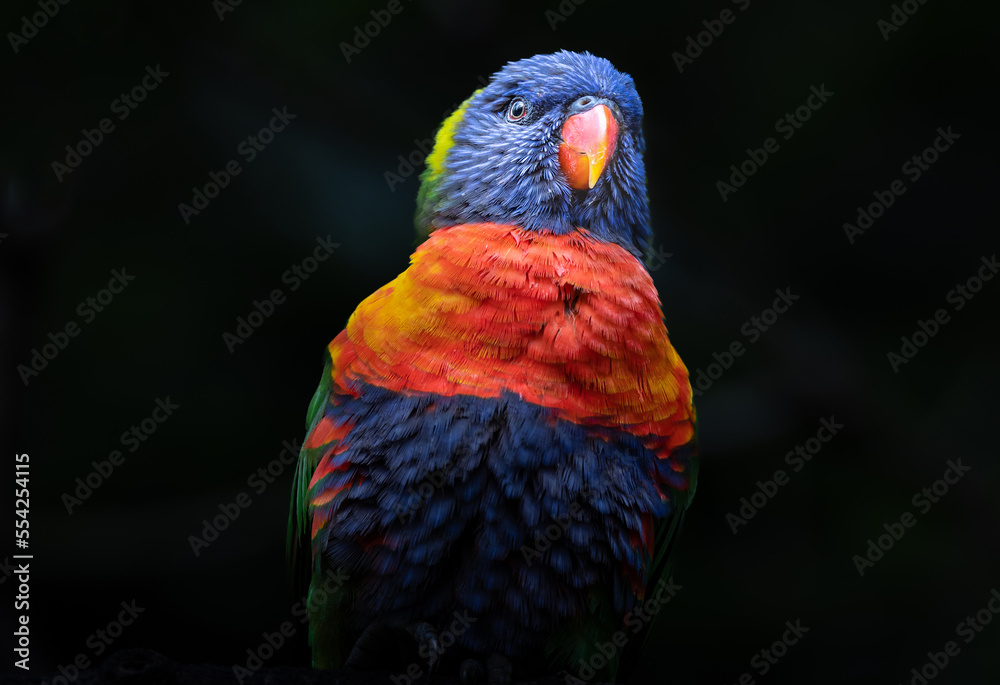 portrait of a pround rainbow lorikeet on black