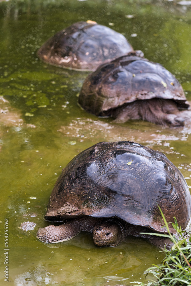 Galapagos tortoises swimming in river Galapagos tortoises swimming in river