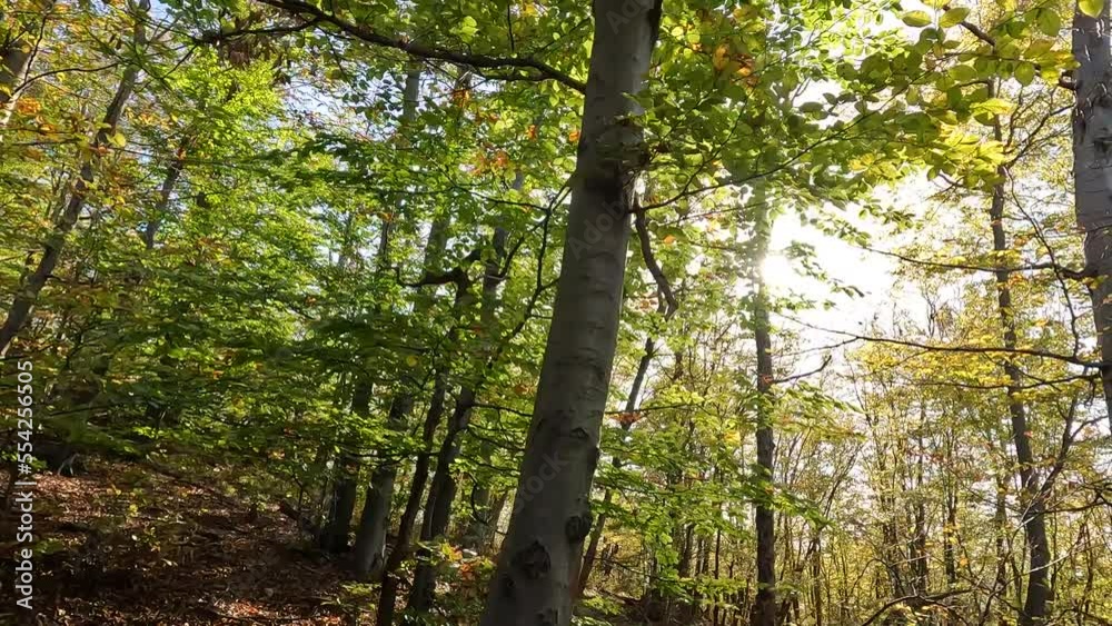 Sunlight beams through autumn forest trees. Walking in woods. 4K video. Sunlight beams through autumn forest trees. Walking in woods. 4K video.