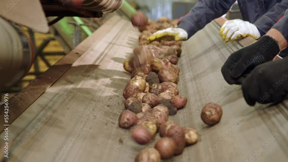 Workers sort potatoes on conveyor. Manual sorting of potatoes from stones and dirt in workshop for primary sorting of freshly harvested root crops.