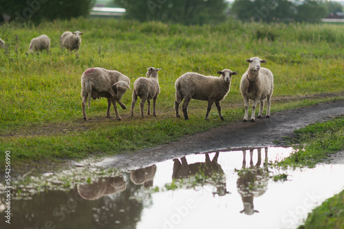 Canvas-taulu Dirty sheeps in the rain. They walk along the village road.