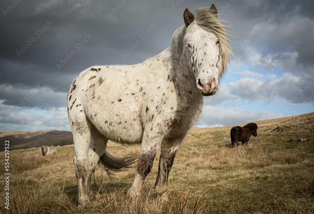 Obraz premium Spotted mountain pony on the Black mountain with a stormy moody sky in the background. Carmarthenshire, Wales.