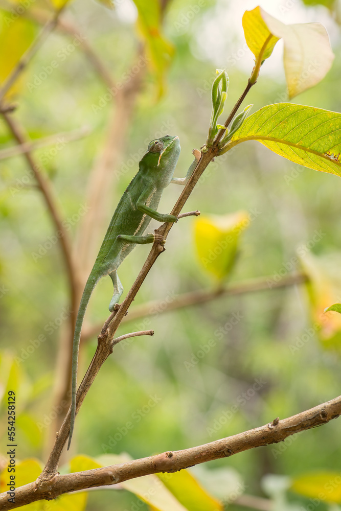 Chameleon - Furcifer bifidus, beautiful green chameleon endemic in Madagascar forests. Chameleon - Furcifer bifidus, beautiful green chameleon endemic in Madagascar forests.