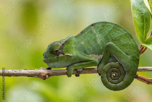 Chameleon - Furcifer bifidus, beautiful green chameleon endemic in Madagascar forests.